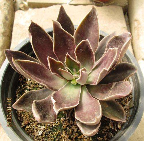 echeveria alfed graff