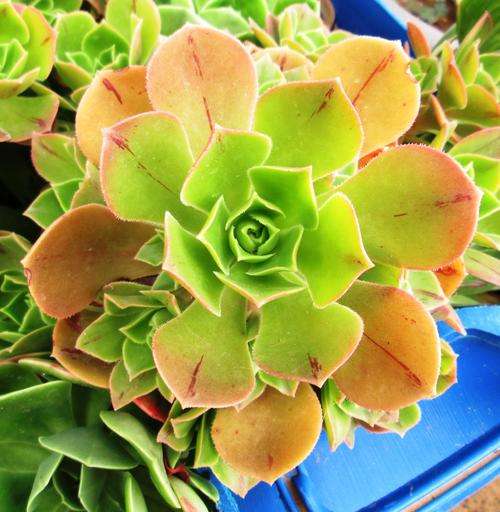 Aeonium cutting