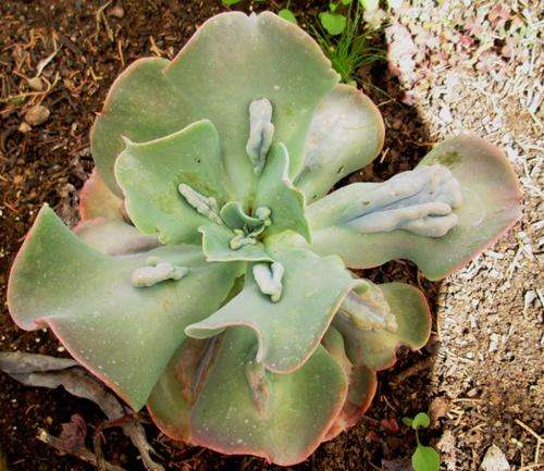 echeveria paul bunyan