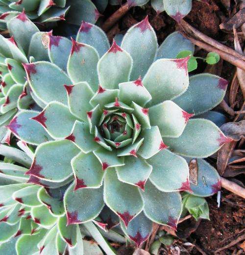 sempervivums red tip.