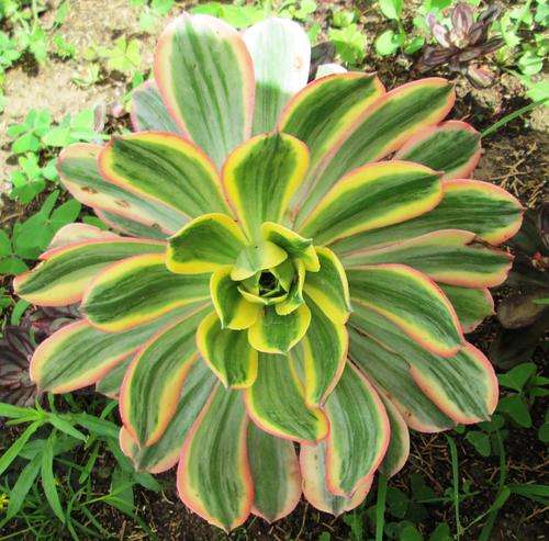 aeonium sunburst