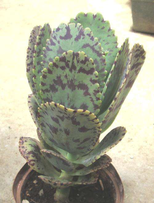 kalanchoe marmorata. (pen wipe plant)
