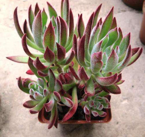 echeveria set oliver