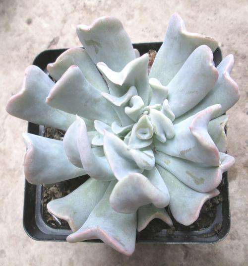 echeveria runyoni topsy turvy