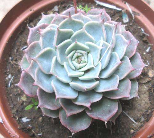 echeveria halbingi (minature)