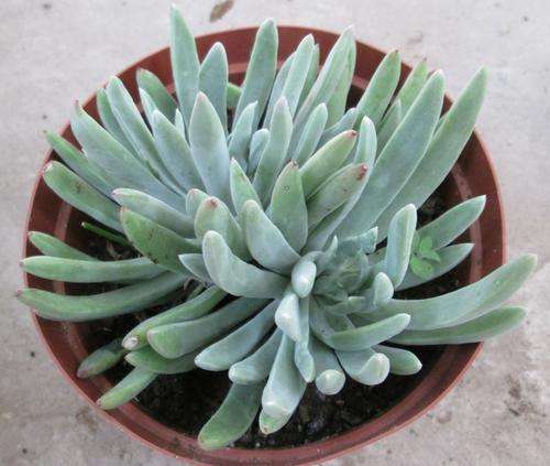 dudleya