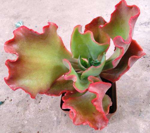 echeveria party dress. (also Curls).  (special price)