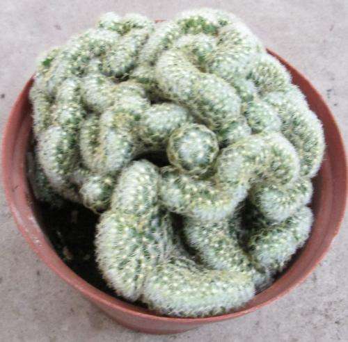 mammilaria elongata cristate