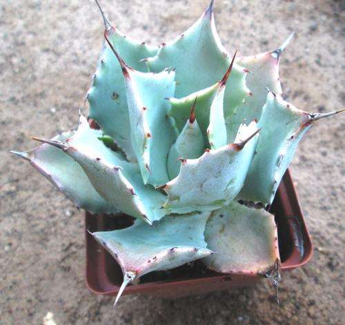 agave, minature