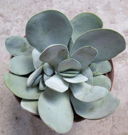 crassula