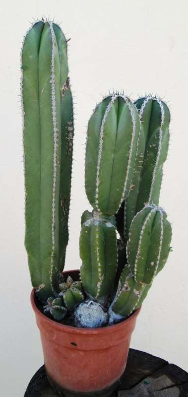 cactus group.