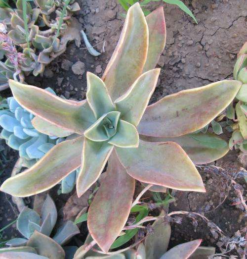graptoveria Fred Ives