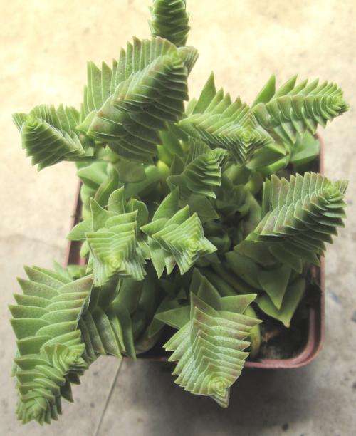 succulent