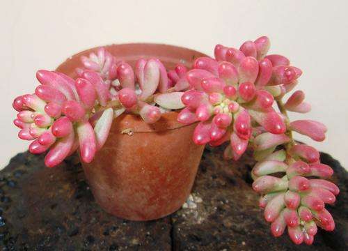 succulent, pink ice cream plant