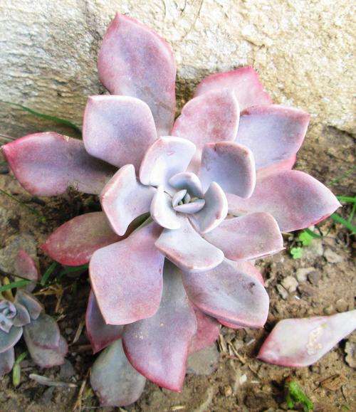 echeveria pink