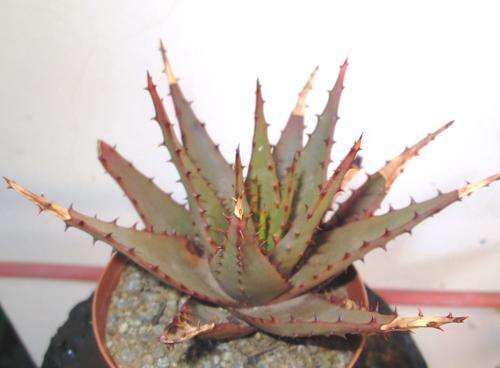 aloe broomii