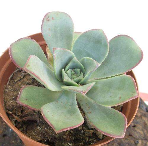 aeonium cutting/plant