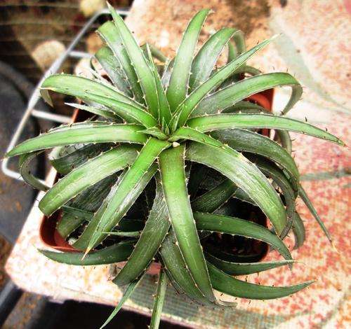 Dykia marnier-lapostollei