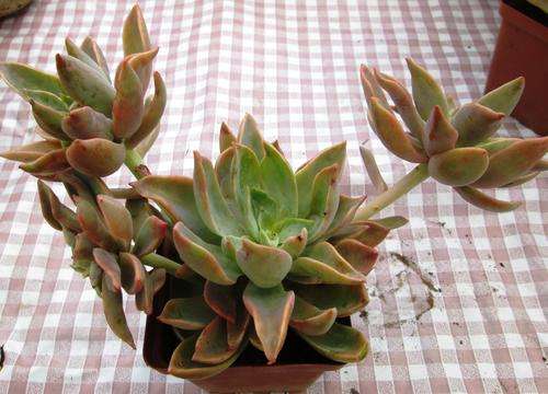 echveria waterlily.