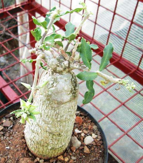 Fockea (caudiciform)