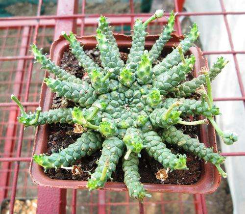 euphorbia gorgonis