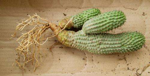 Hoodia
