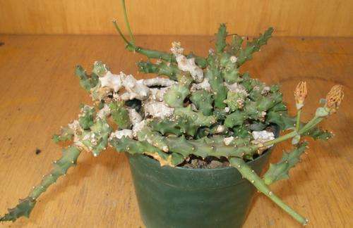 euphorbia