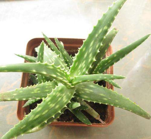 aloe, minature