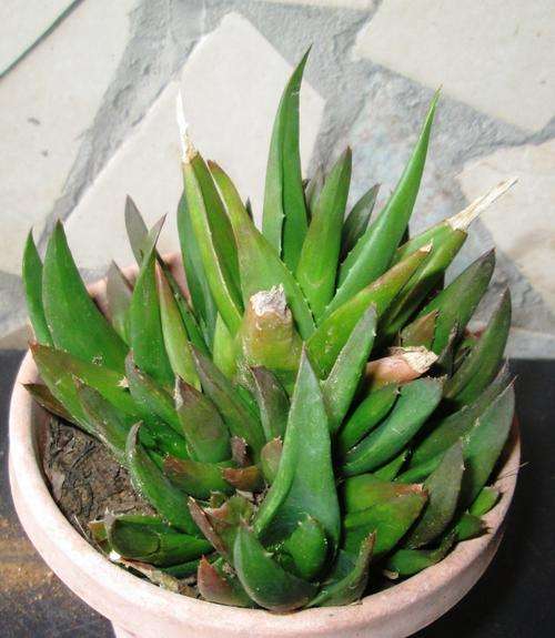 haworthia with babies