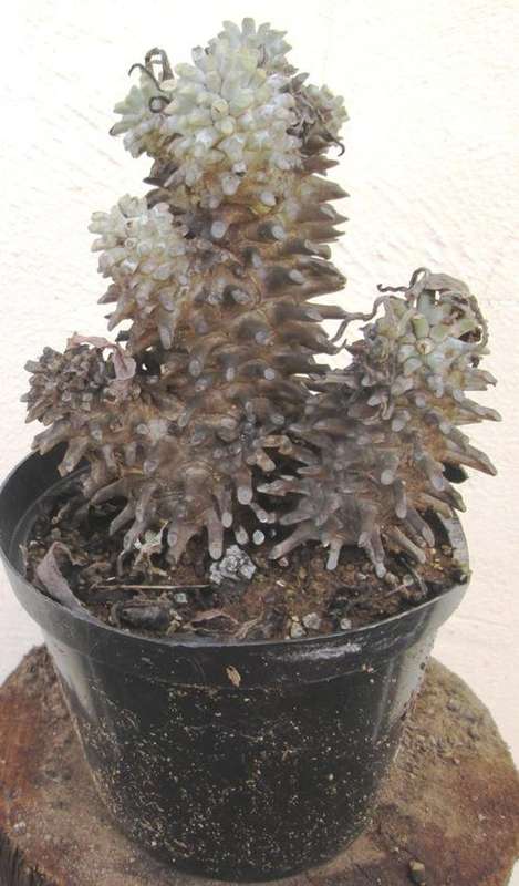 tylecodon wallichi