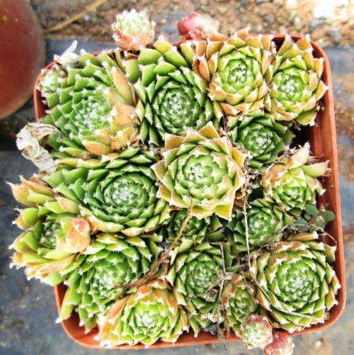 sempervivum with babies 3