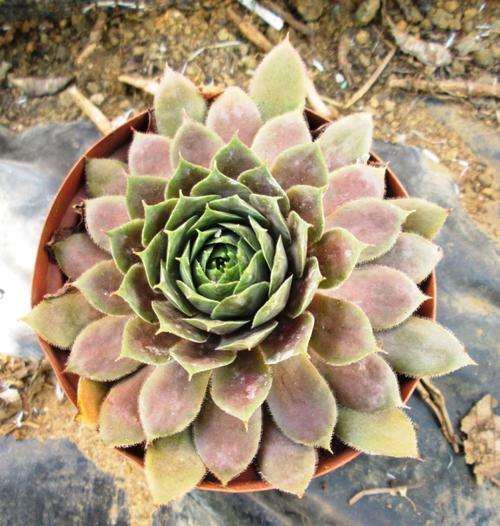 sempervivum