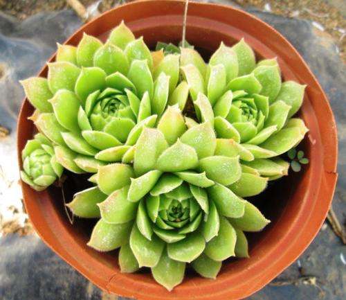 sempervivum