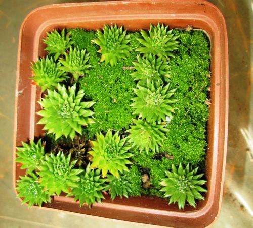 sempervivum minature