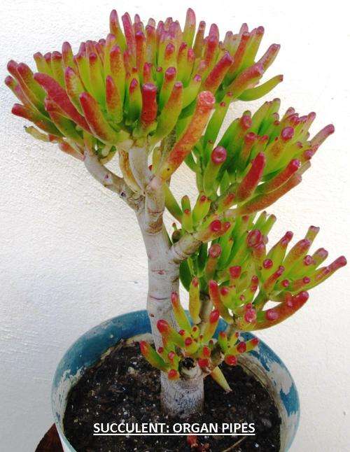 SUCCULENT: ORGAN PIPES