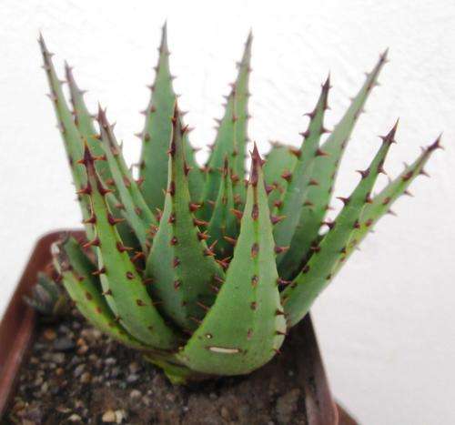 ALOE BROOMII