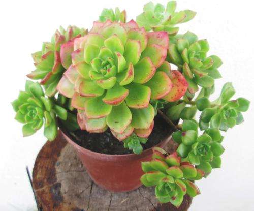 XSEDEVERIA LETIXIA