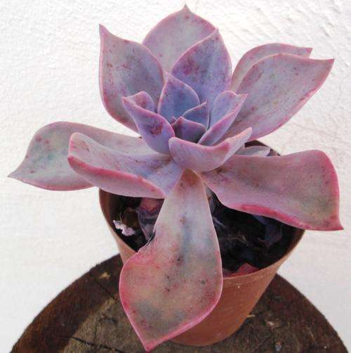 Echeveria (pretty & pink)