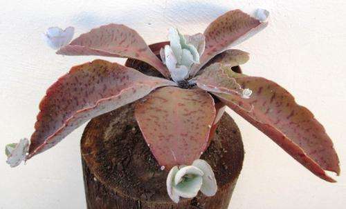 Kalanchoe