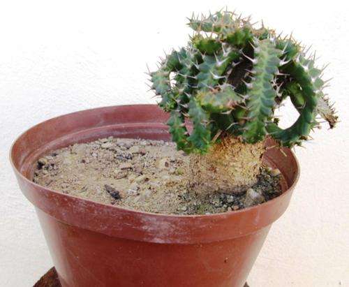 Euphorbia Stellata