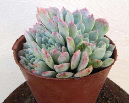 Echeveria Albida