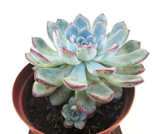 Echeveria Pulidonis