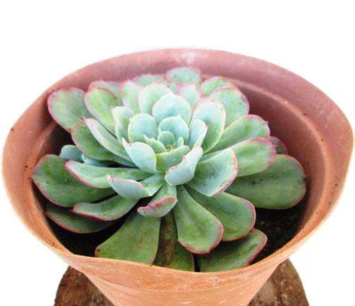 Echeveria Toffee Apple