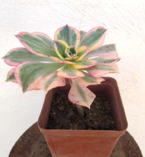 Aeonium Sunburst