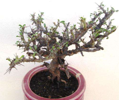 Bushman Candle Bush