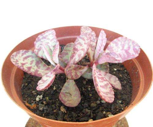 Kalanchoe Humilus