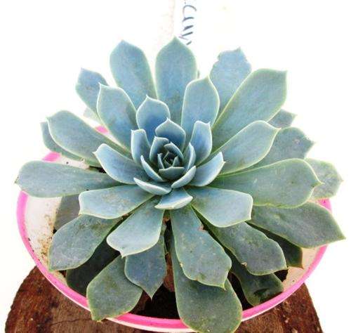 Echeveria