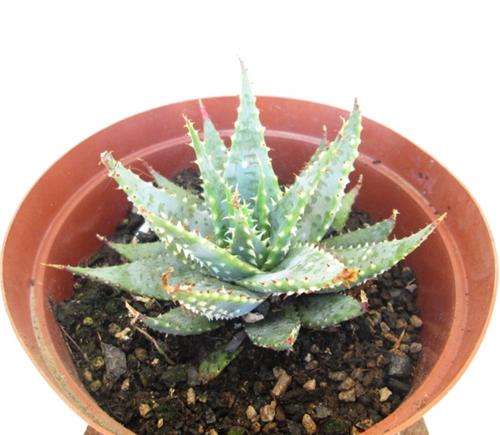 Aloe Pratensis