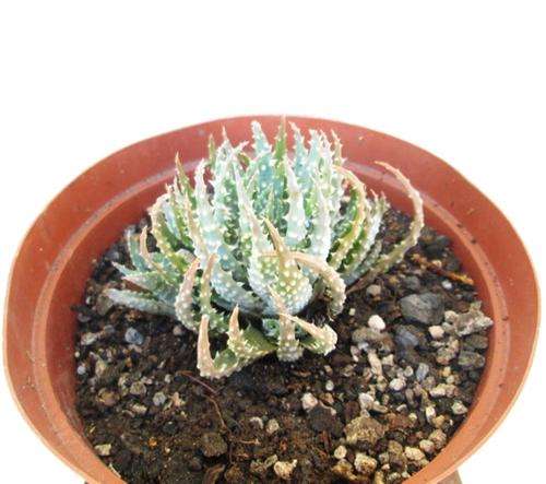 Aloe Humilus