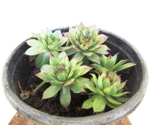 Sempervivum